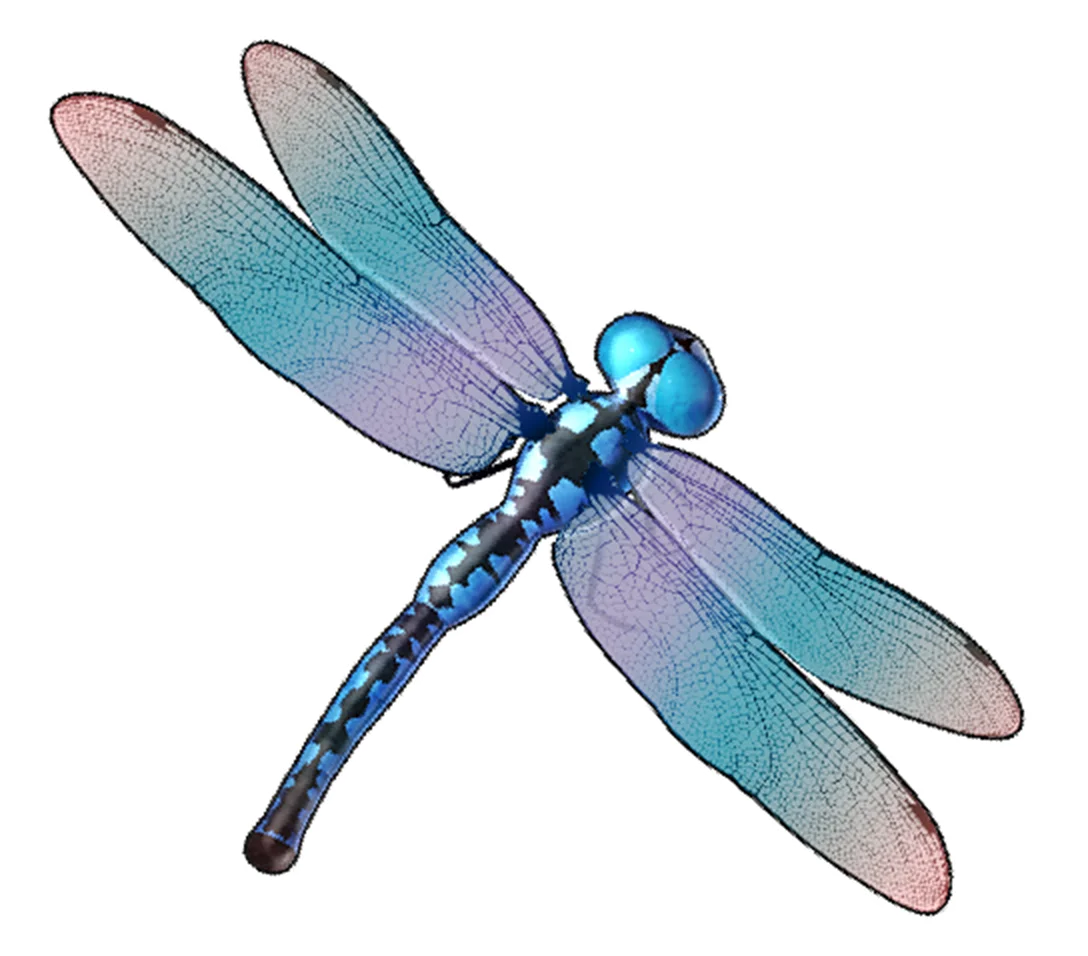 Dragonfly