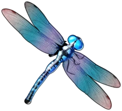 Dragonfly