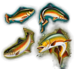 Any Fish