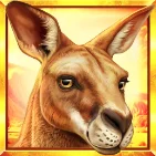 Roo