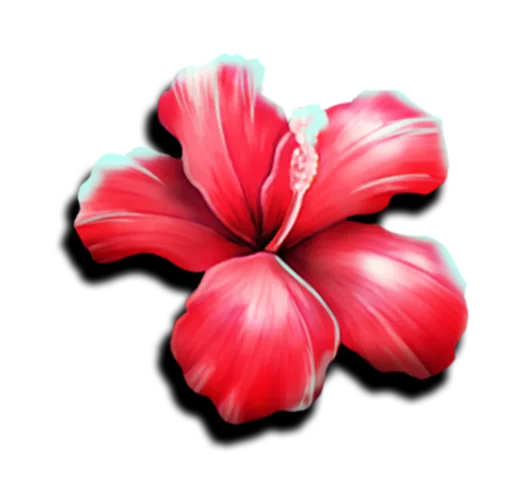 Hibiscus Flower