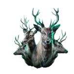 Elk