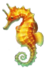 Seahorse