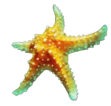Starfish