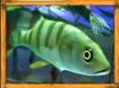 Orange Fish