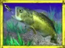 Yellow Fish