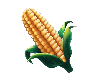Corn