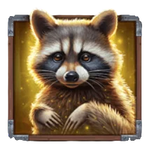 Raccoon