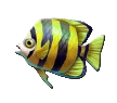 Yellow Fish