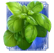 Basil