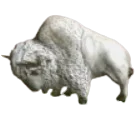 Bison