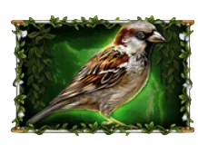 Sparrow