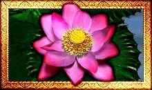 Wild Symbol