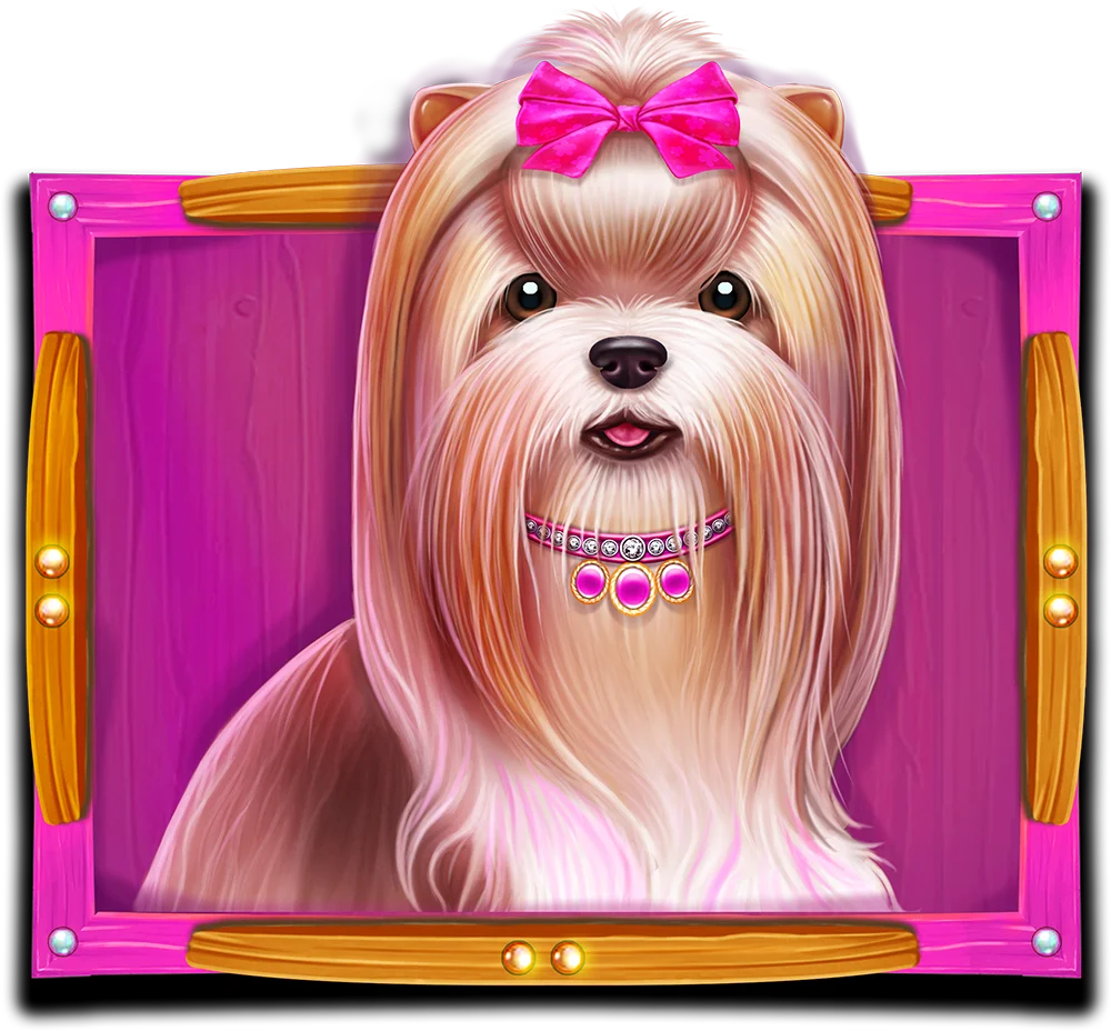 Shih Tzu