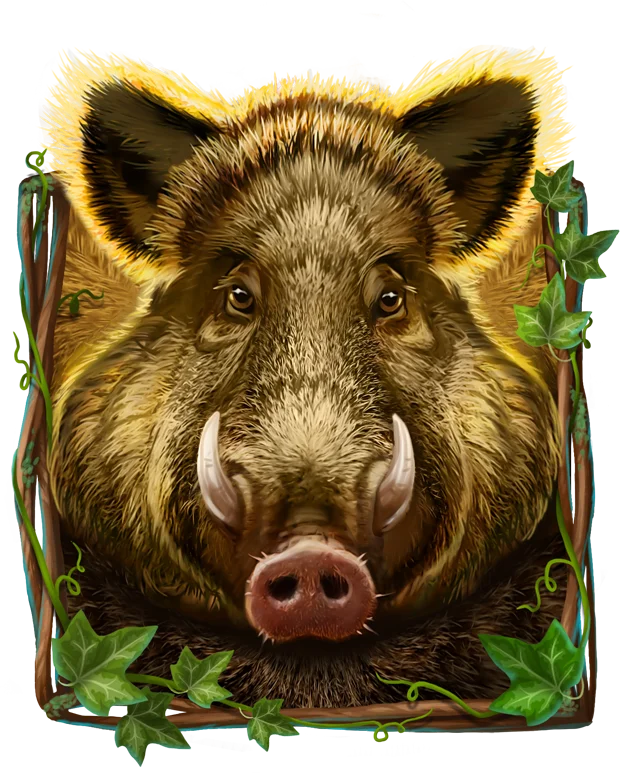 Boar